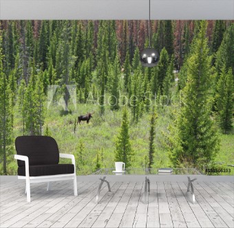 Picture of Feeding moose